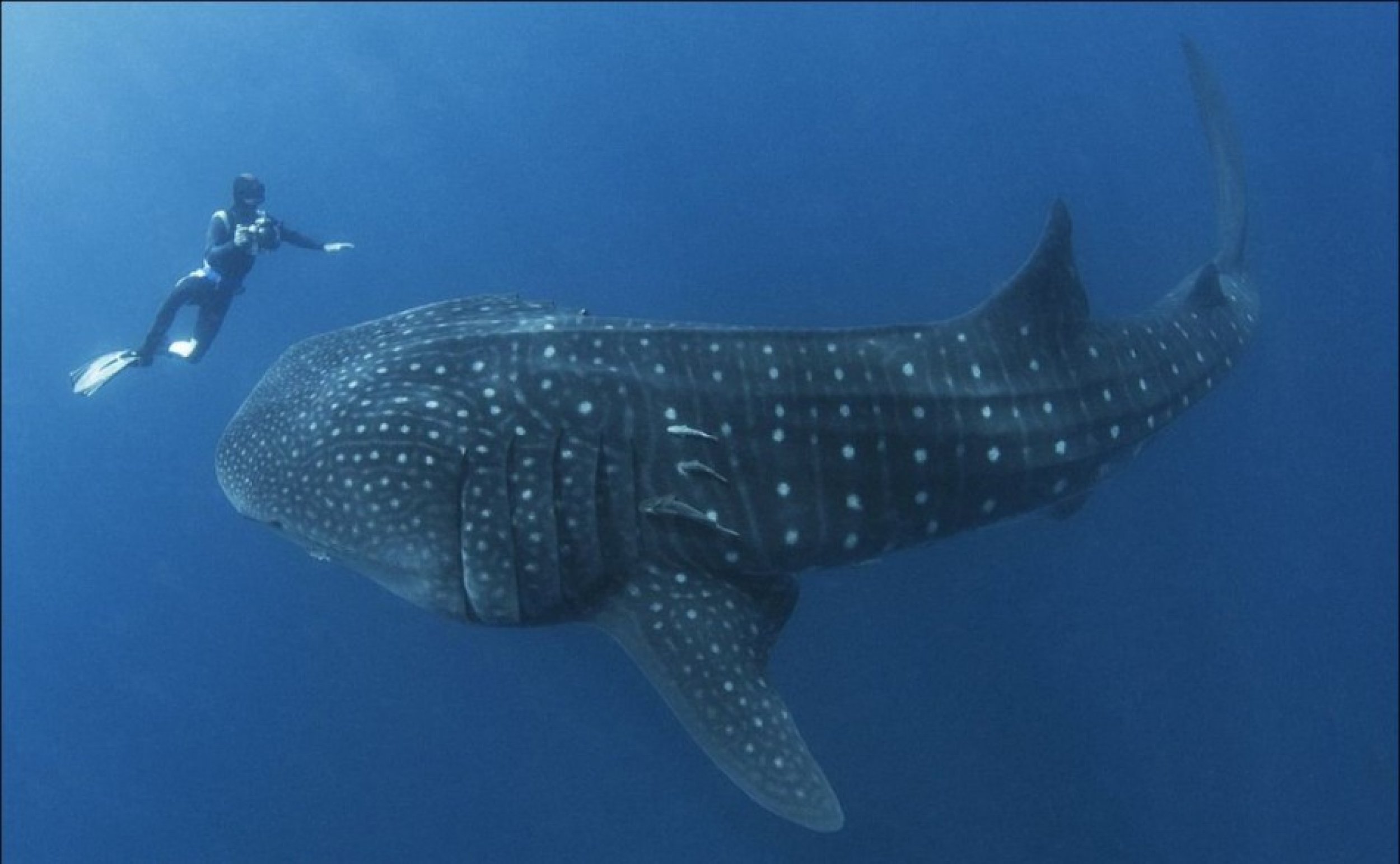 Most Spectacular Photos of Worlds Largest Fish Whale Sharks Almost Swallowing Diver
