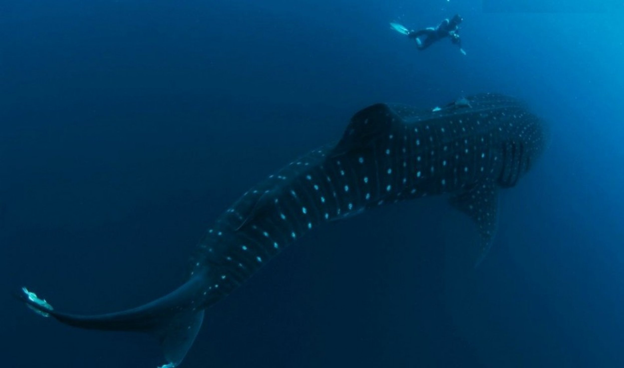 Most Spectacular Photos of Worlds Largest Fish Whale Sharks Almost Swallowing Diver