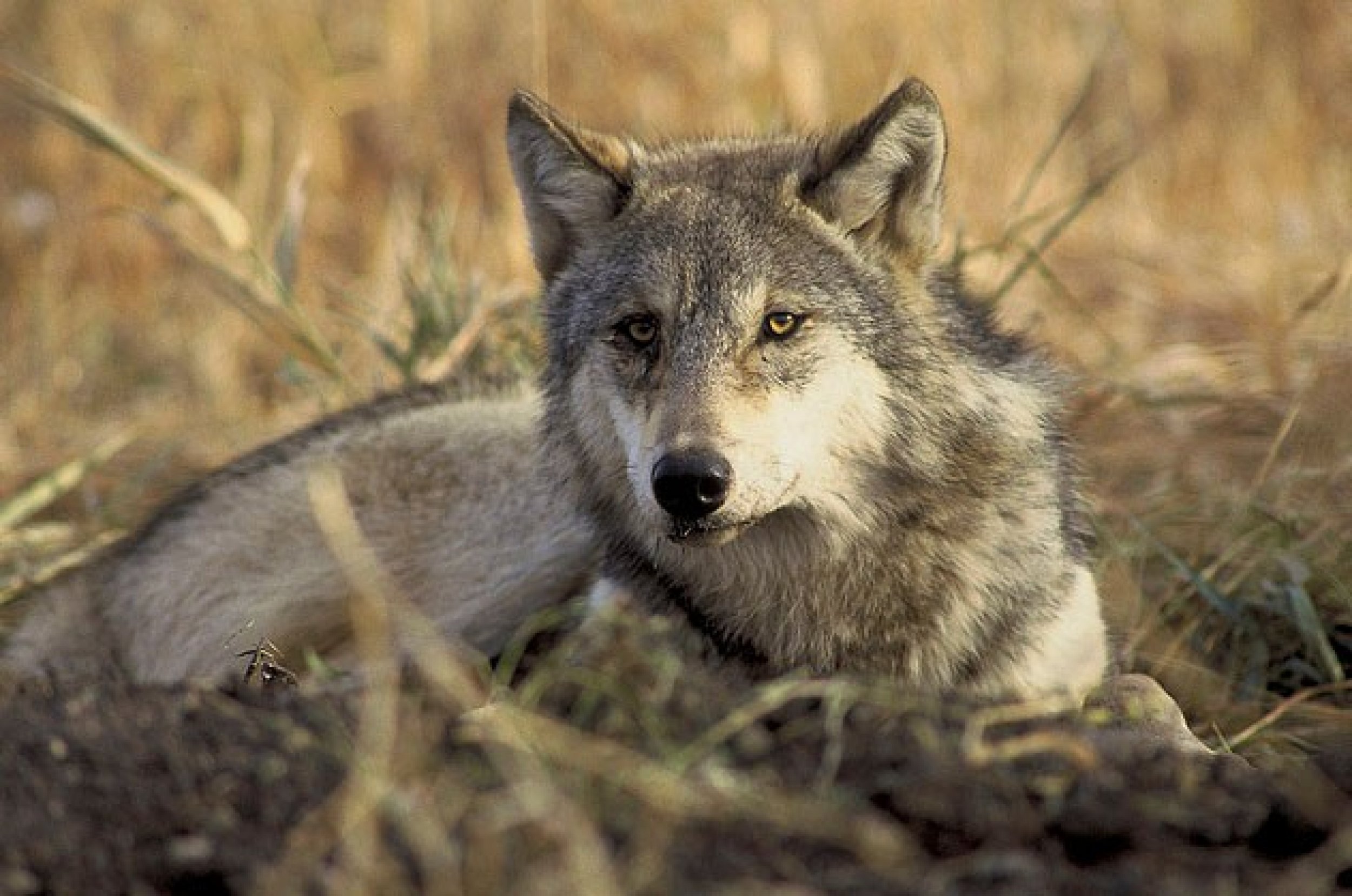 Endangered, threated gray wolf Canis lupus