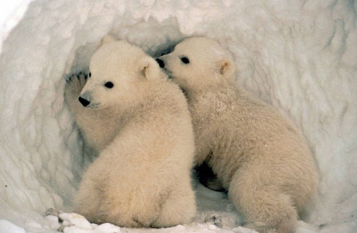 Polar bear (Ursus maritimus)