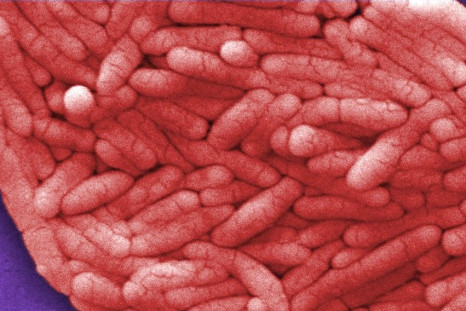 Salmonella Outbreak in the U.S. Kills 1 and Sickens 77