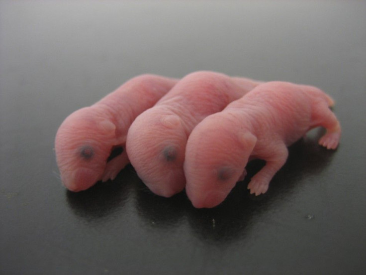 Handout photo of baby mice born from sperm produced from stem cells