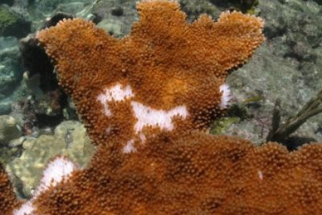 Seaweed Responsible for Coral Extinction