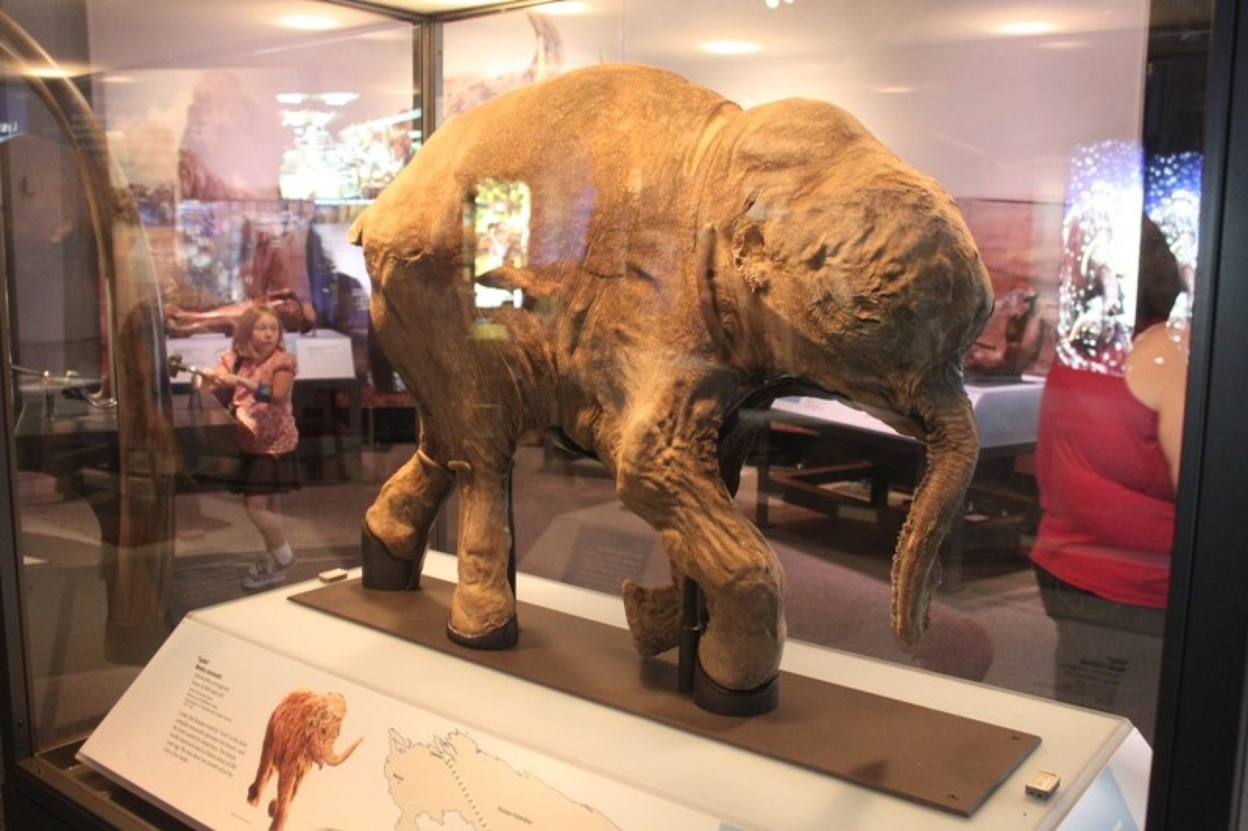 Perfectly Preserved Baby Mammoth Discovered By Reindeer Herder In Russian Arctic