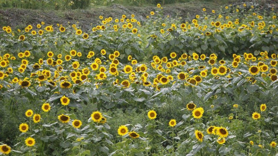 Sunflowers Planted in Fukushima to Combat Radiation are in Full Bloom