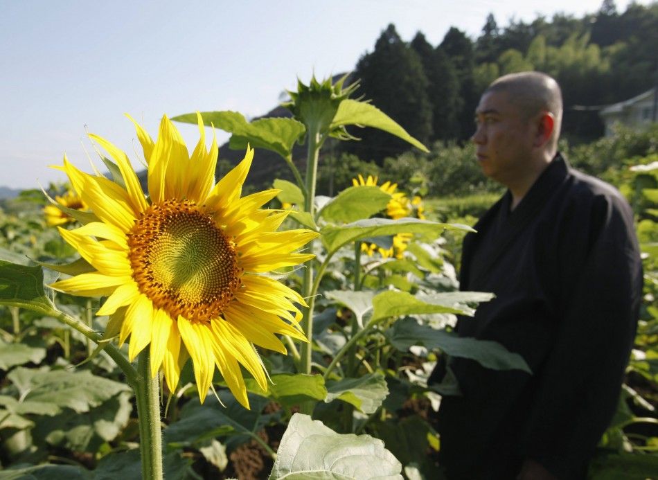 Sunflowers Planted in Fukushima to Combat Radiation are in Full Bloom