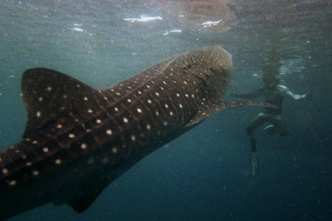 Divers Enjoy ‘Last’ Swim with Whale Sharks in Maldives’ Hanifaru Bay
