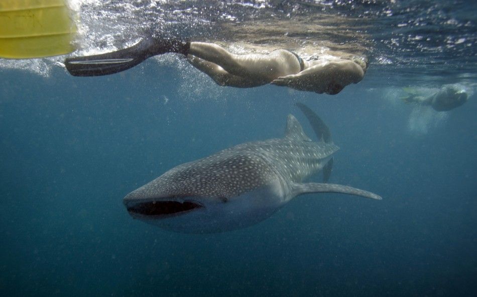 Divers Enjoy Last Swim with Whale Sharks in Maldives Hanifaru Bay