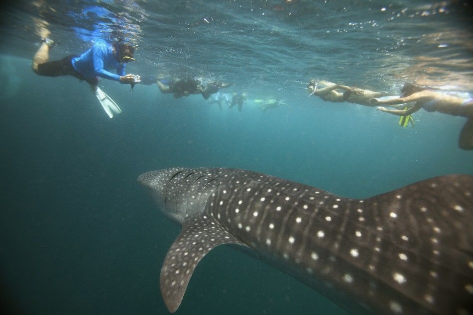 Divers Enjoy ‘Last’ Swim with Whale Sharks in Maldives’ Hanifaru Bay ...