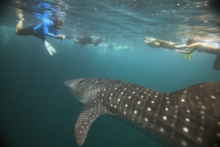 Divers Enjoy ‘Last’ Swim with Whale Sharks in Maldives’ Hanifaru Bay