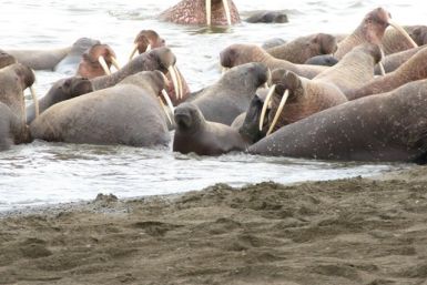 Walruses at Point Lay, Alaska