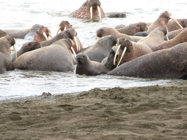 Walruses at Point Lay, Alaska