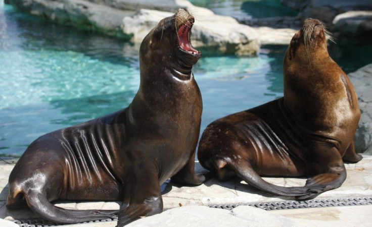 Spectacular Candid Moments of Top 10 Cutest Animals.