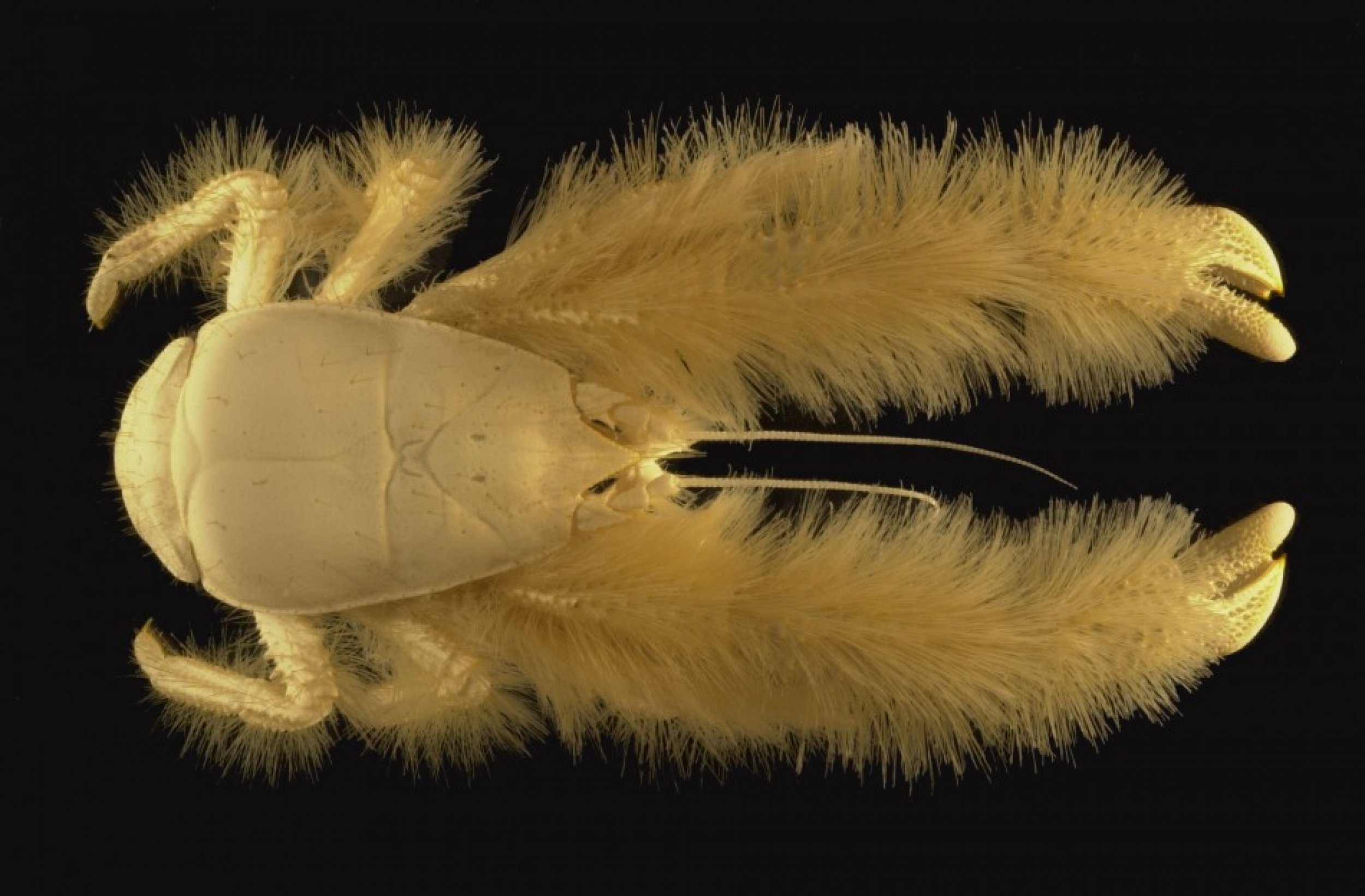 Kiwa hirsuta, also dubbed the yeti crab