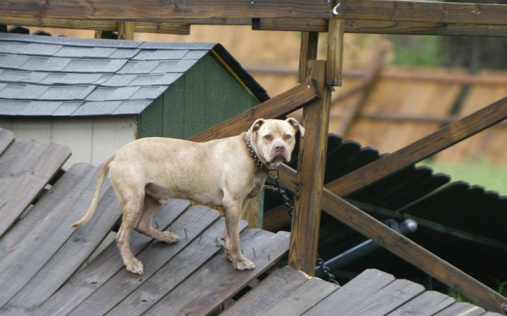 Dog Hurricane