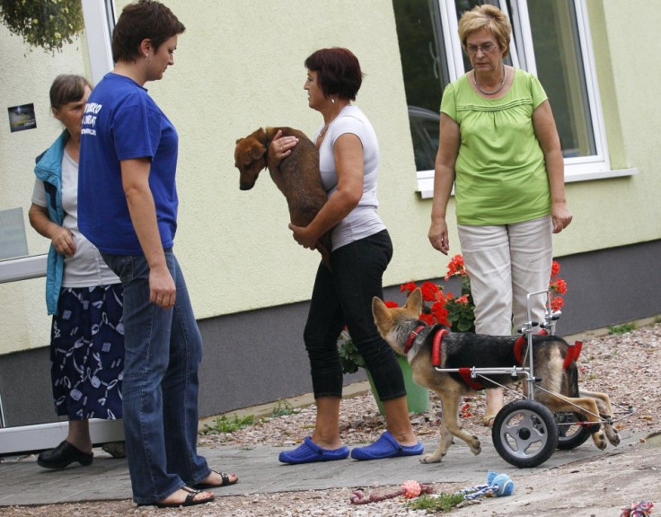 Ciuchcia (Steam train engine), a four-month-old dog, looks up at a newly adopted dog at Schronisko (Shelter), a shelter for homeless animals, near Piotrkow Trybunalski