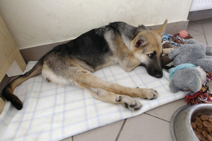 Ciuchcia (Steam train engine), a four-month-old dog, rests after playing in a courtyard at Schronisko (Shelter), a shelter for homeless animals, near Piotrkow Trybunalski 