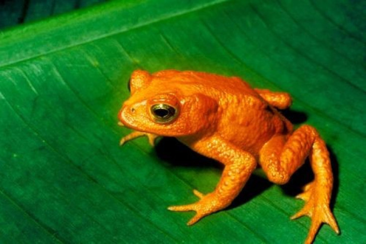 Costa Rican Golden toad