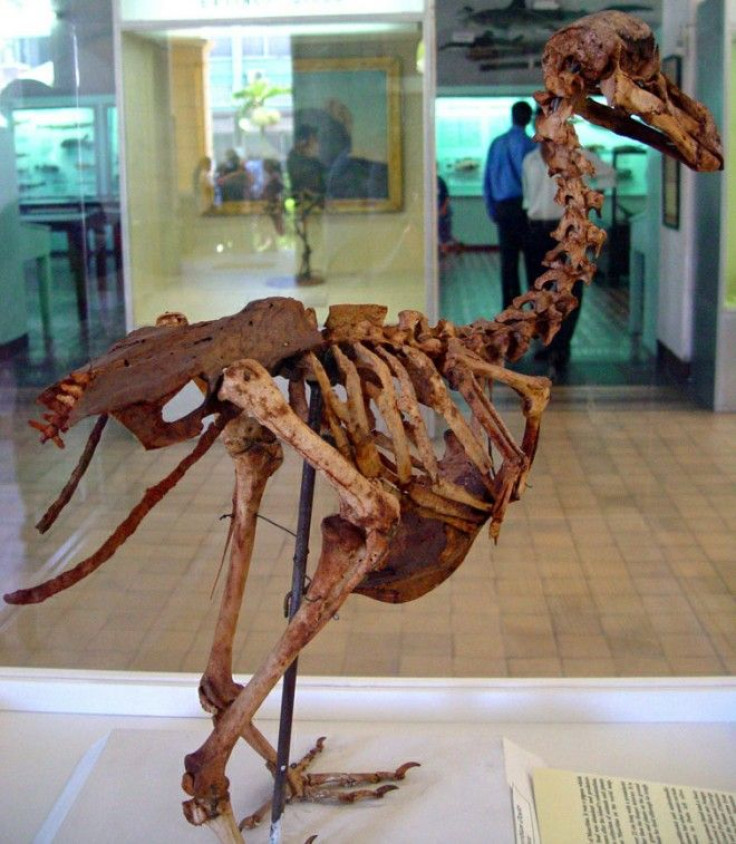 A skeleton of a Mauritius Dodo bird which was found by E. Thirioux, a barber.