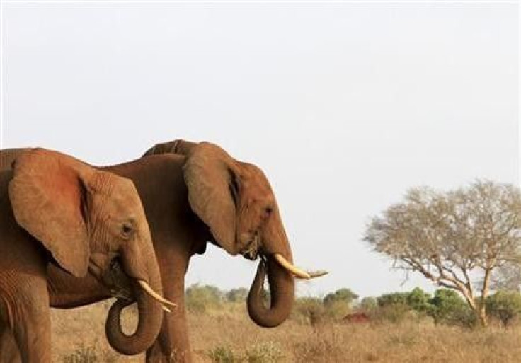 China consumerism latest threat to Africa&#039;s elephants: report