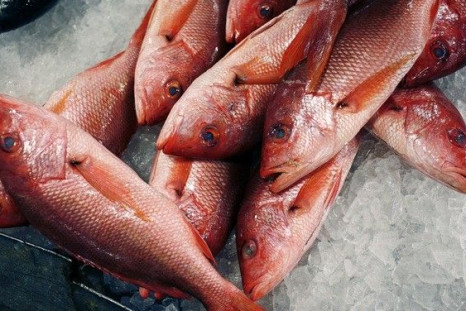 Red snappers lay on ice for sale at JMS Seafood, a fish wholesaler in the New Fulton Fish Market in the Bronx section of New York City June 21, 2010. Fish caught from the wild have a higher level of omega-3 fatty acids than farm-raised fish.