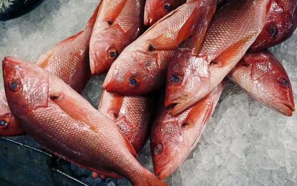 Red snappers lay on ice for sale at JMS Seafood, a fish wholesaler in the New Fulton Fish Market in the Bronx section of New York City June 21, 2010. Fish caught from the wild have a higher level of omega-3 fatty acids than farm-raised fish.