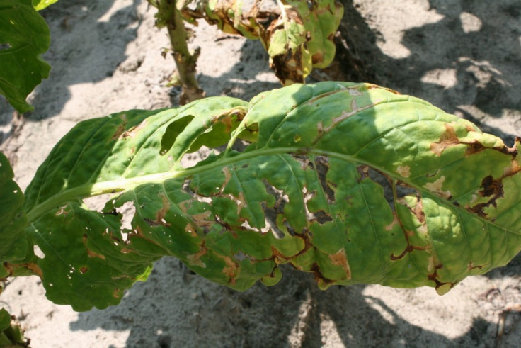 Damaged tobacco leaf