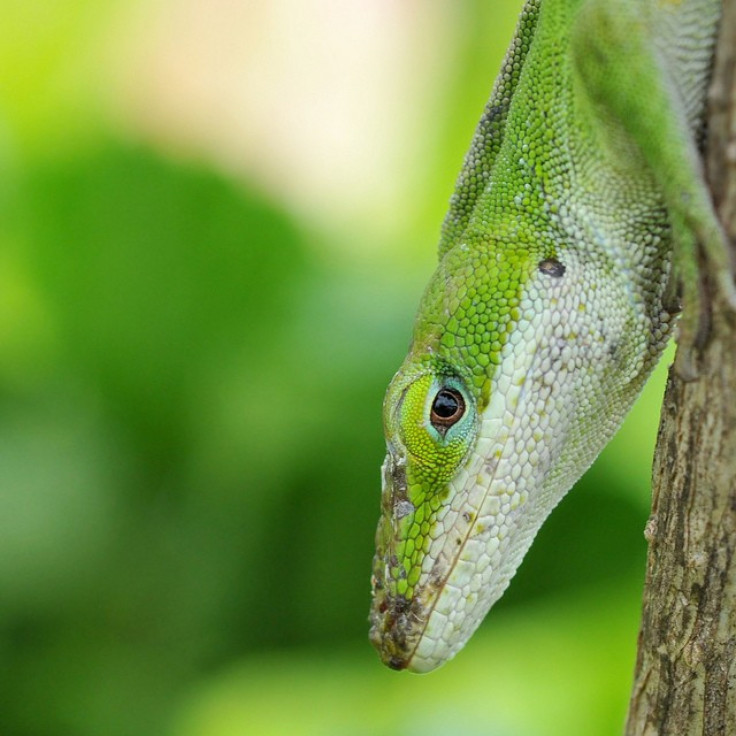 Lizard Genome