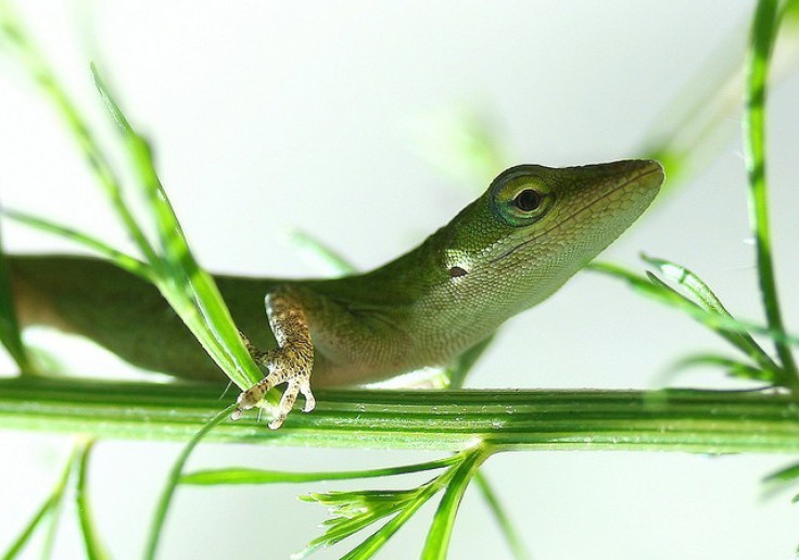 Green Anole Lizard