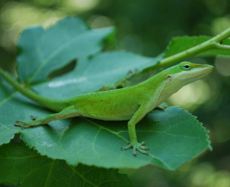 Green Anole Lizard