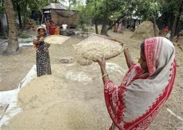 Women sift harvested rice crop at Zalkuri, 15km (9 miles) of Dhaka