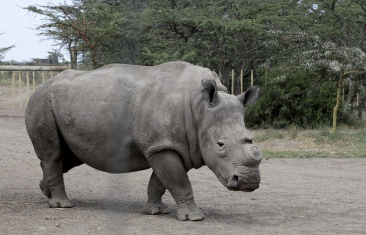 A female Northern White Rhinoceros walks inside its pen at the Ol Pejeta Conservancy near Nanyuki town 19/01/2010