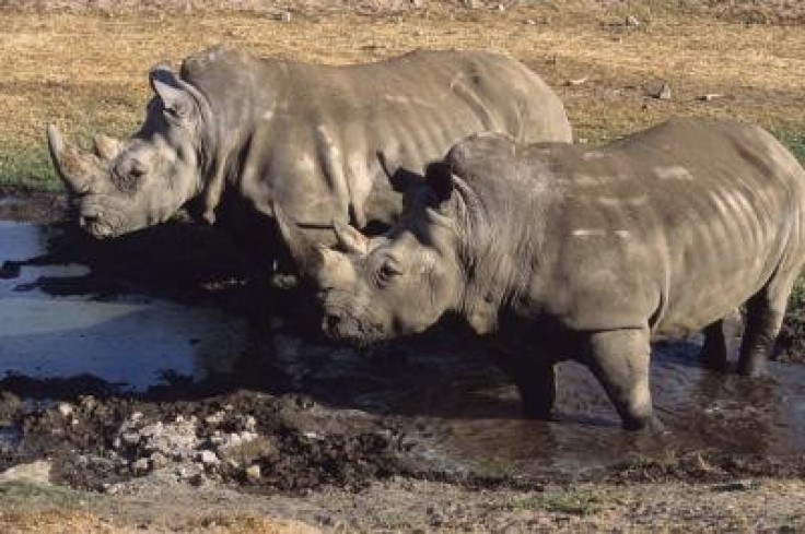 Northern White Rhinoceros