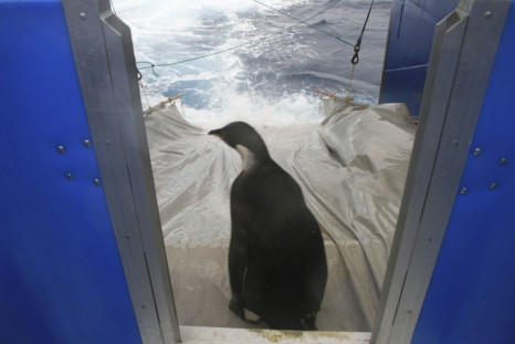 ‘Happy Feet’ Emperor Penguin Heads for Final Destination