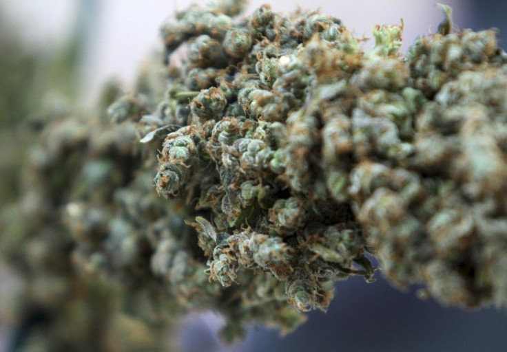 A marijuana bud is on display at the International Cannabis & Hemp Expo in Oakland