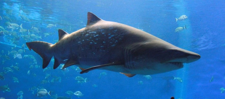 Sharks in Brisbane Golf Course