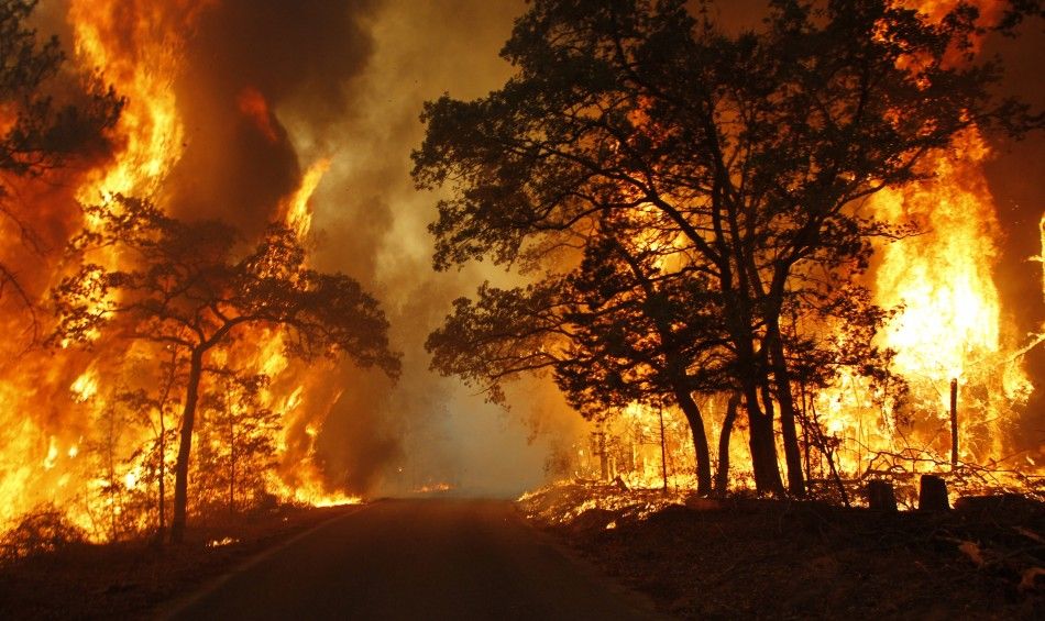 Flames engulf a road near Bastrop State Park as a wildfire goes out of control near Bastrop, Texas, September 5, 2011.