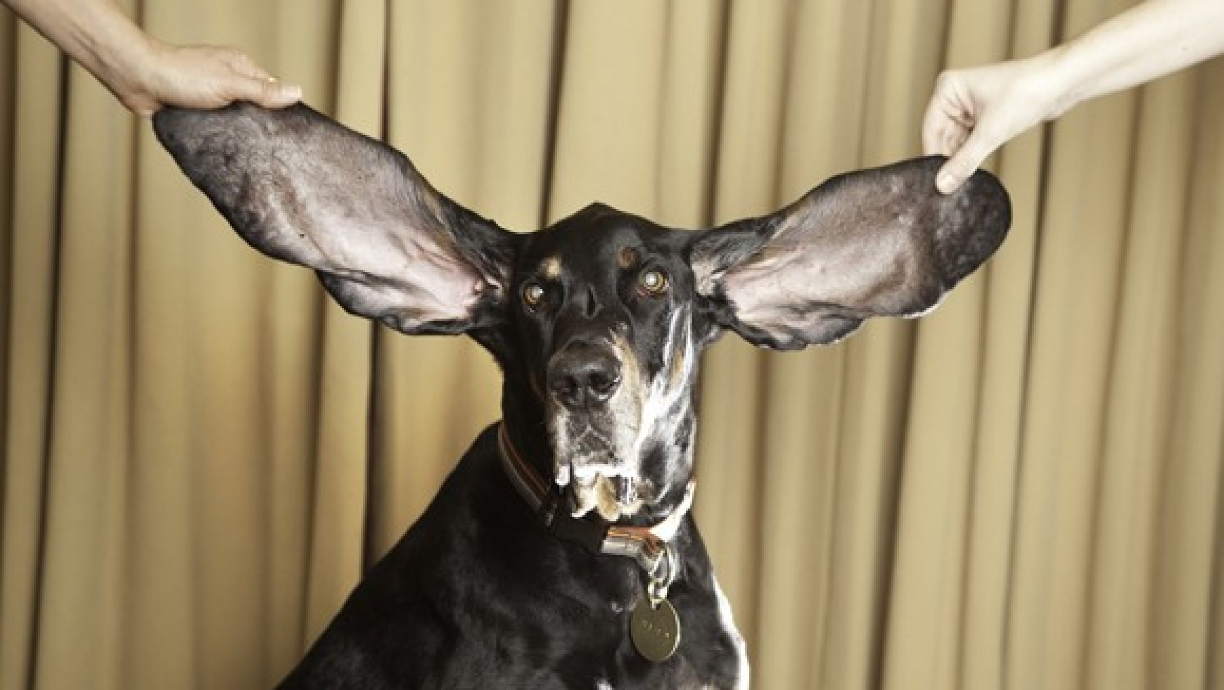 Harbour, the dog with longest ears
