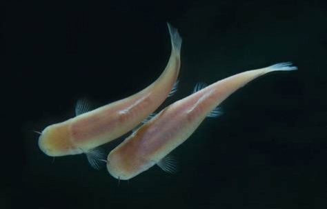 Cave Fish