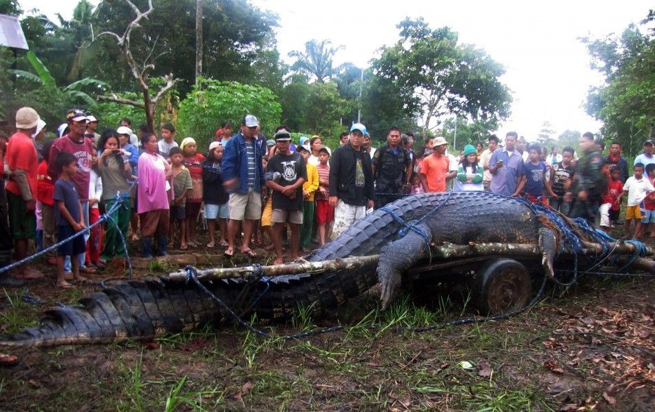 Residents look at a crocodile after it was caught in southern Philippines