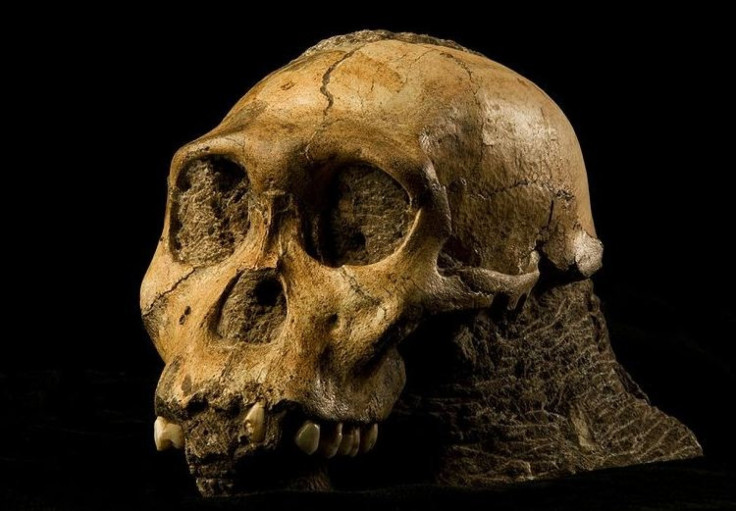 Australopithecus sediba