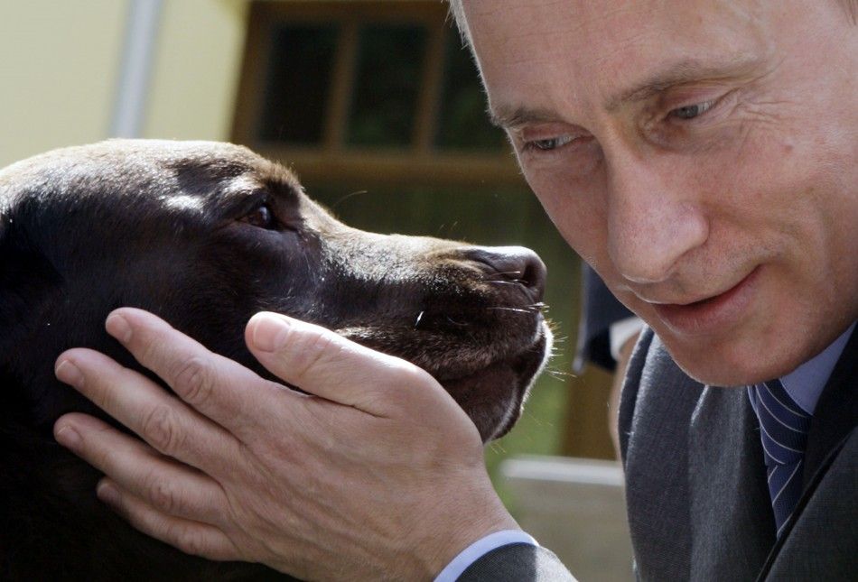 Russia039s Prime Minister Vladimir Putin pets Labrador dog Tonik during his meeting with Russian rescue workers in his Novo-Ogaryovo residence outside Moscow