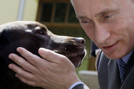 Russia&#039;s Prime Minister Vladimir Putin pets Labrador dog Tonik during his meeting with Russian rescue workers in his Novo-Ogaryovo residence outside Moscow