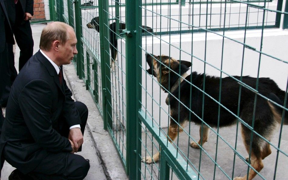 Russian President Vladimir Putin looks at a dog kept in a kennel during his visit to Dzhepel ...