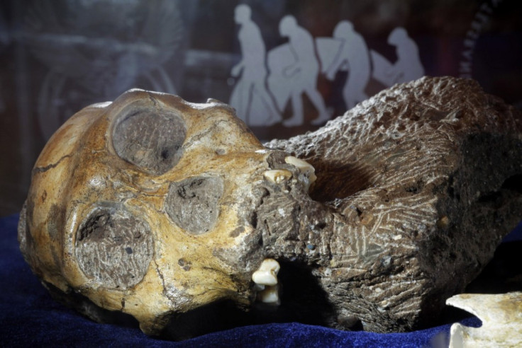 The skeleton of an australopithecine boy sits on display at the Iziko South African Museum in Cape Town, April 24, 2010. REUTERS/Mike Hutchings