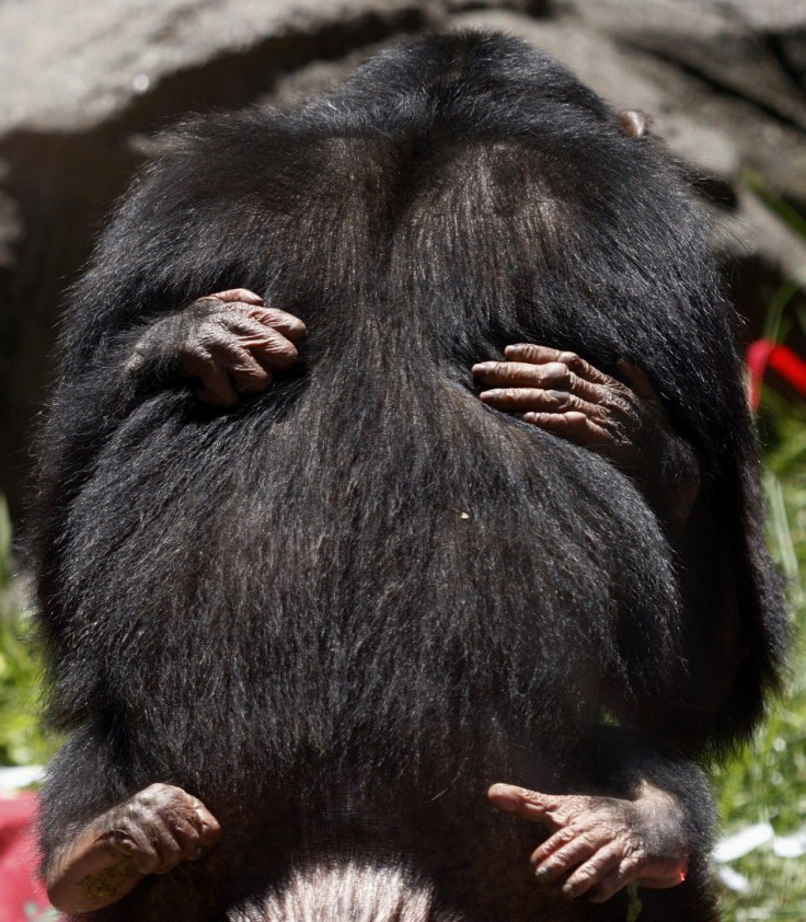 Two chimpanzees embrace