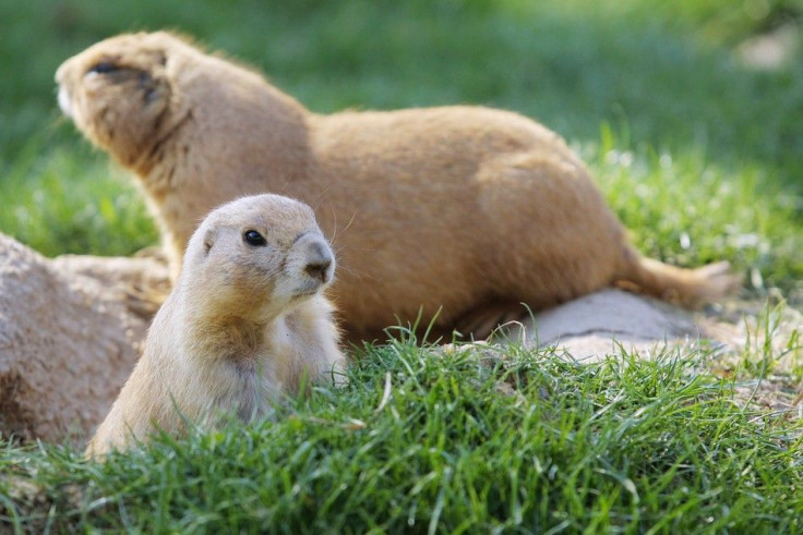 FILE PHOTO OF PRAIRIE DOGS AT THEIR PEN IN WASHINGTON NATIONAL ZOO.