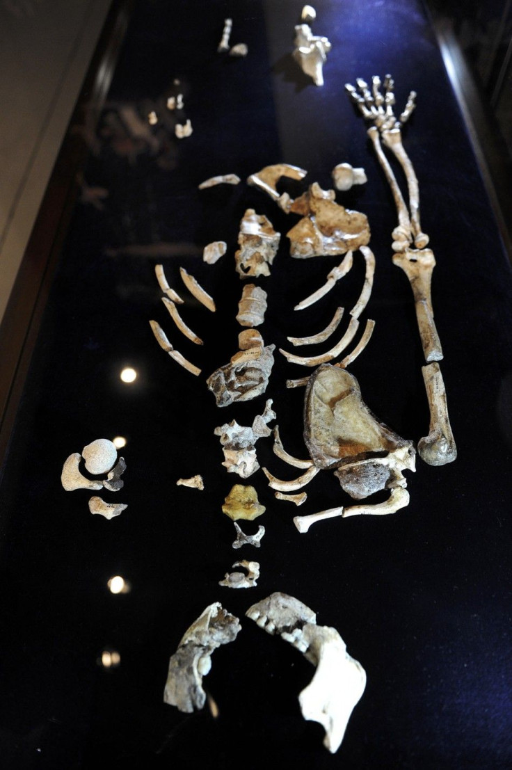 One of the two Sediba skeletons is displayed at the University of the Witwatersrand in Johannesburg
