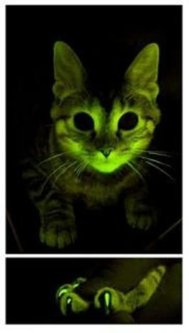Green glowing cats