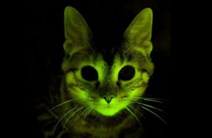 glowing cat